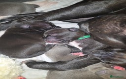 Staffordshire Bull Terrier dogs for sale: STAFFORDSHIRE BULL TERRIOR PUPPIES - Image 12