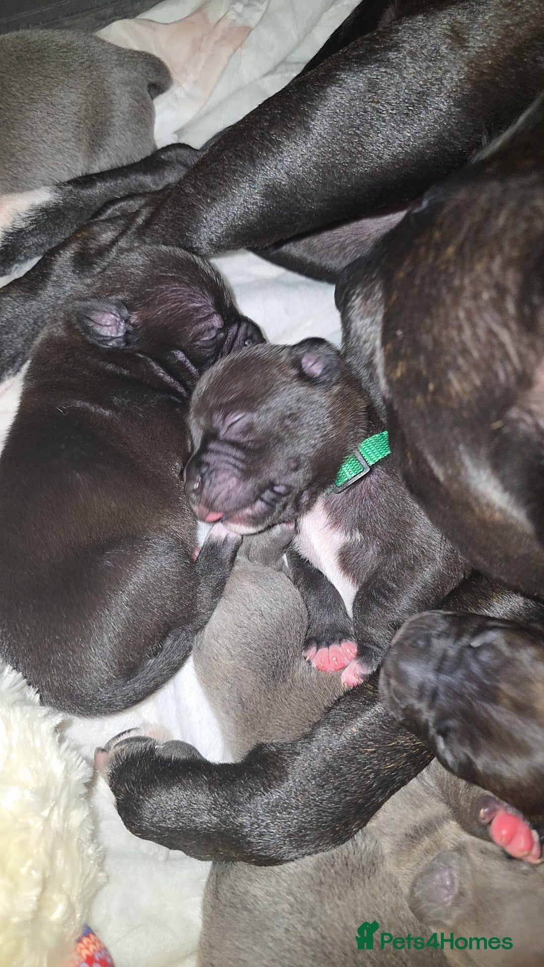 Staffordshire Bull Terrier dogs for sale: STAFFORDSHIRE BULL TERRIOR PUPPIES - Image 12