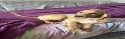 Cocker Spaniel dogs for sale: Cocker Spaniel Puppies - Advert 20