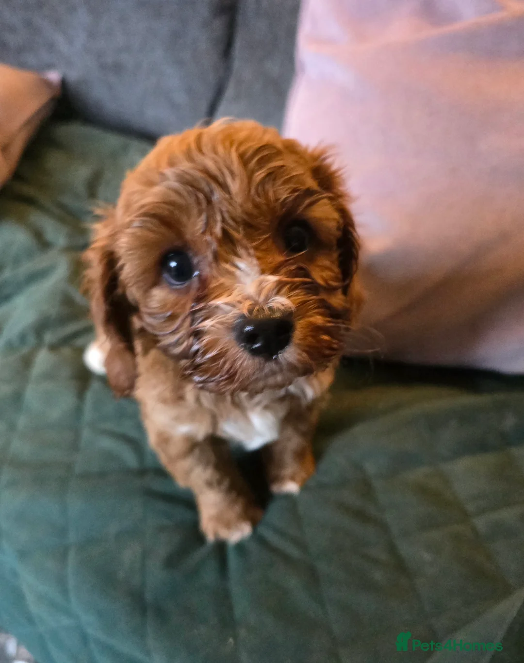 Cavapoo dogs for sale: Gorgeous f1 fox Red cavapoo pups - Advert 5
