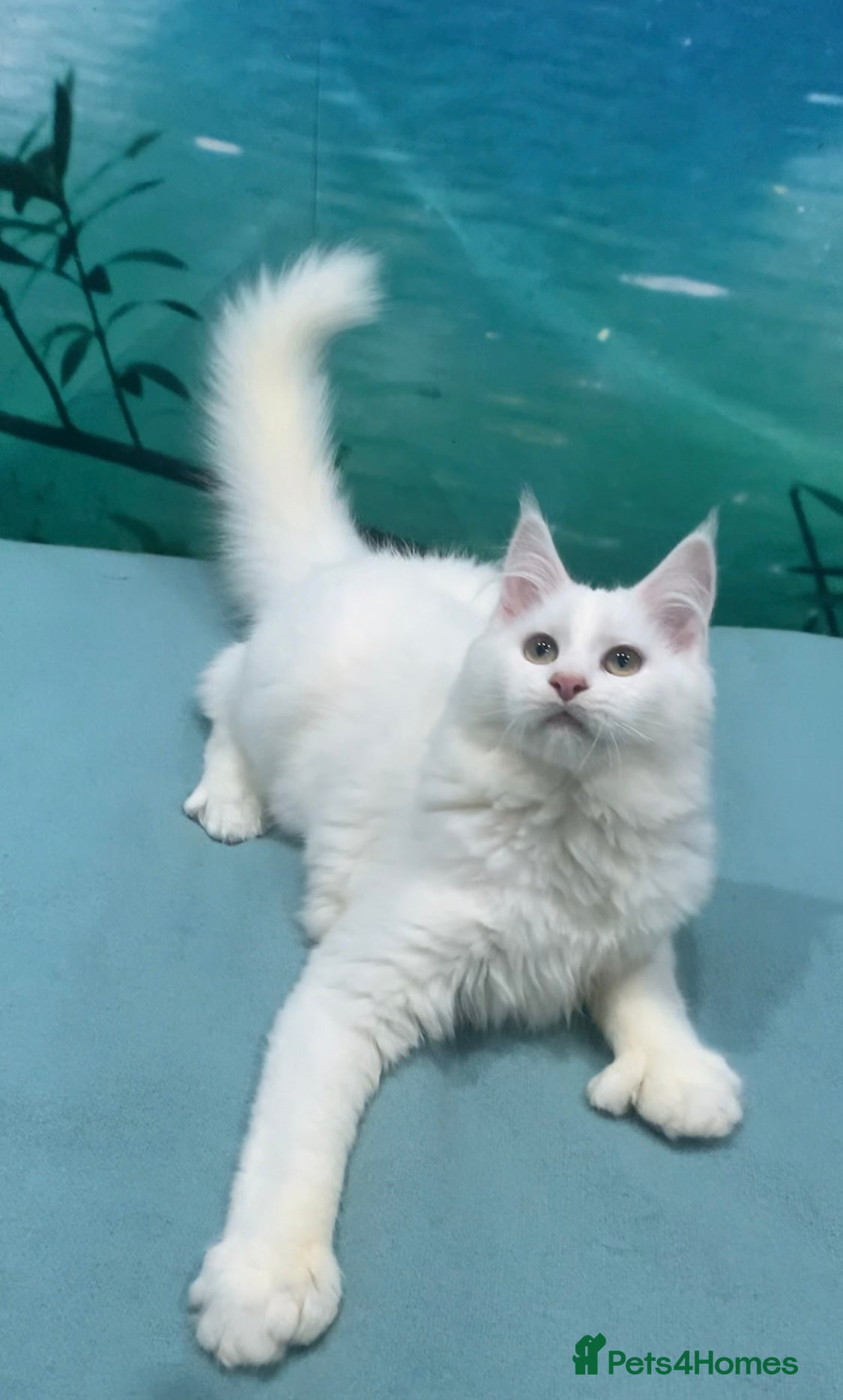 Maine Coon cats Purebred Maine Coon Kittens – Ready to Leave - Advert 2