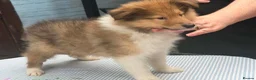 Rough Collie dogs for sale: Beautiful rough collie puppies  - Advert 5