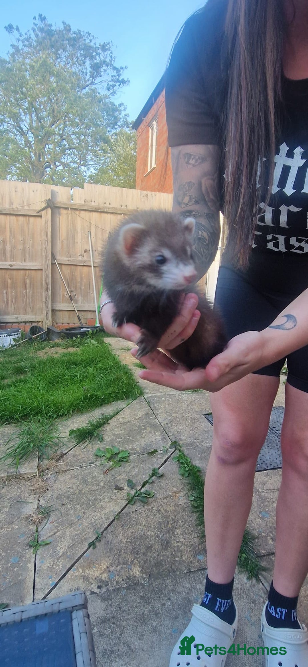 Ferret rodents for sale: 2 micro ferret kits - 5 months old - Image 4