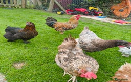 Chickens poultry for sale: Chickens looking for new home - Image 3
