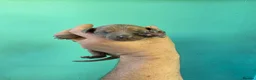 Italian Greyhound dogs for sale: Stunning Italian Greyhound Puppies  - Advert 15