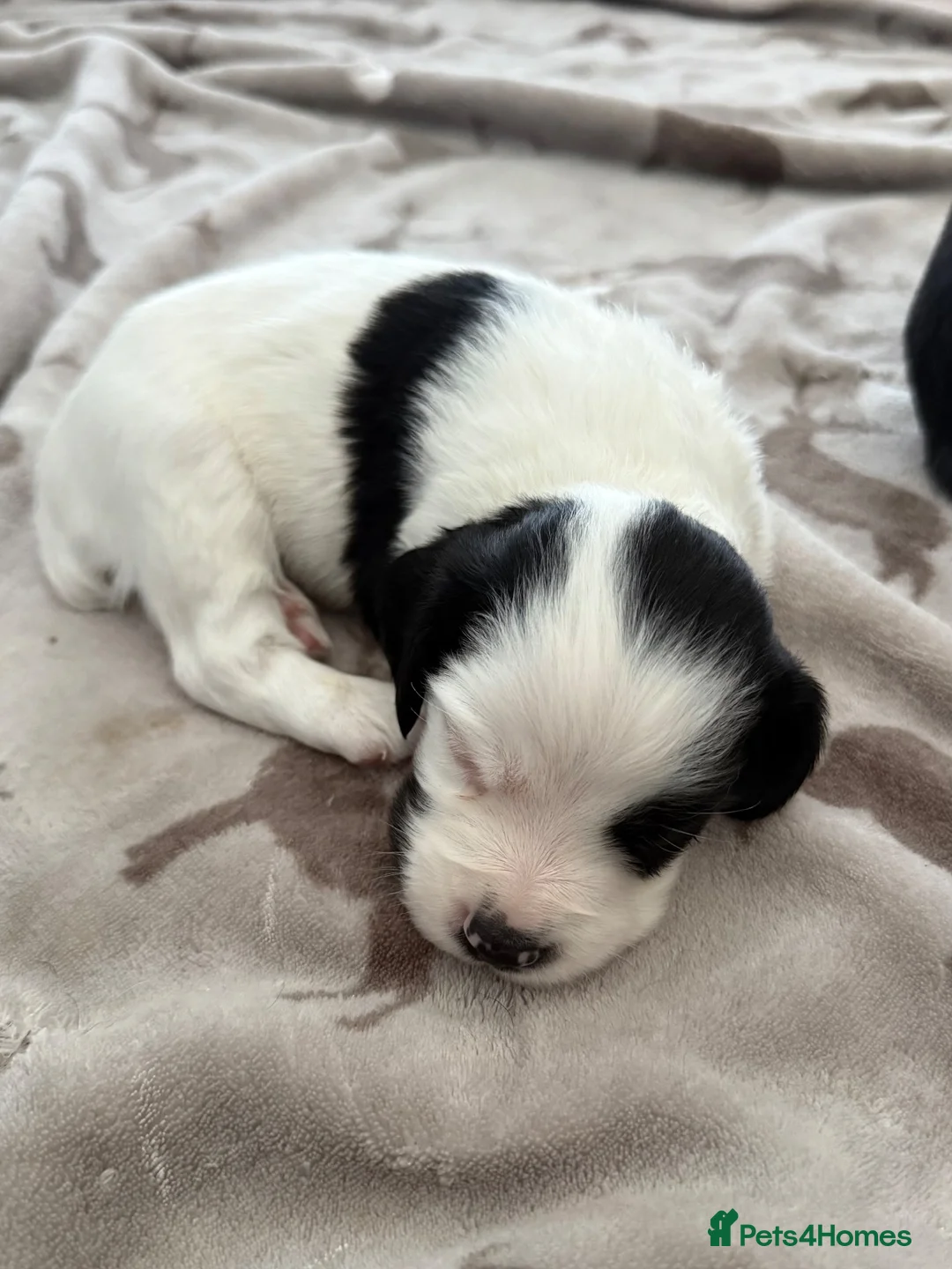 Cocker Spaniel dogs for sale: Game Keeper Bred Working Cocker Spaniel Puppies - Advert 2