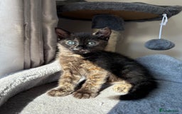 Domestic Shorthair cats for sale: tortoiseshell Kitten  - Image 14