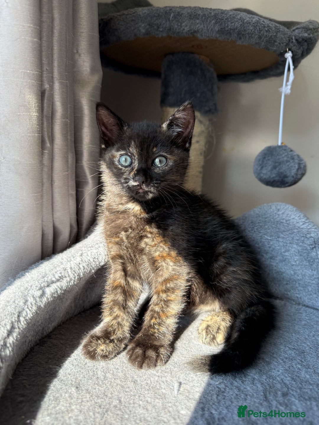 Domestic Shorthair cats for sale: tortoiseshell Kitten  - Image 14