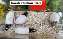 Rat rodents for sale: Baby and young rats ready now. Sheffield - Image 27