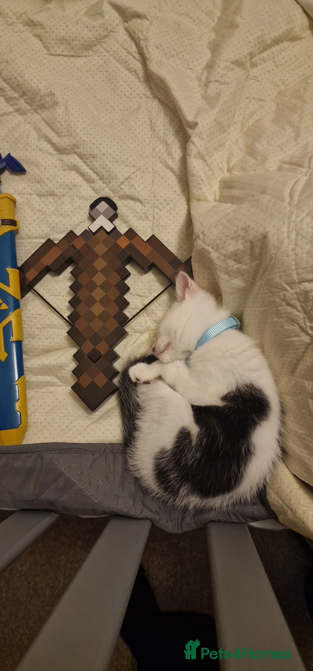 Mixed Breed cats for sale: !!! On hold!!! Cute male kitten. - Advert 1