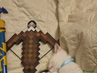 Mixed Breed cats Cute male kitten looking for a great hom in Blackpool - Advert 1