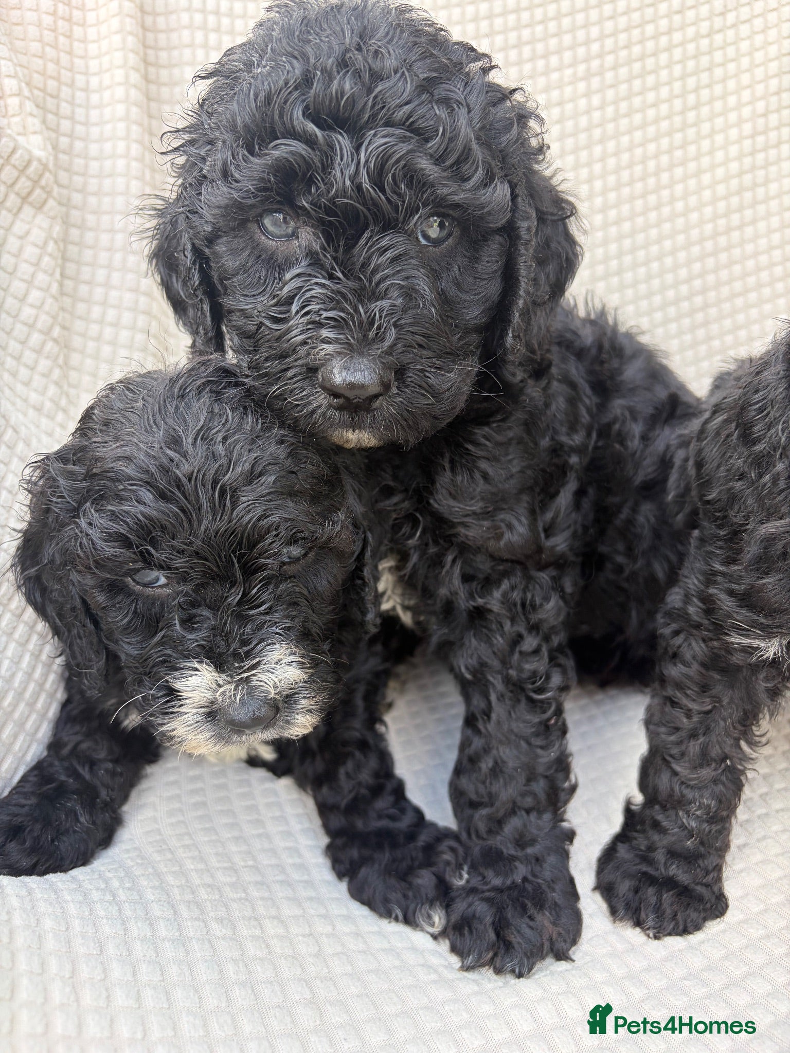 Cockapoo dogs 🐾STUNNING F1 COCKERPOOS 🐾 - Advert 1