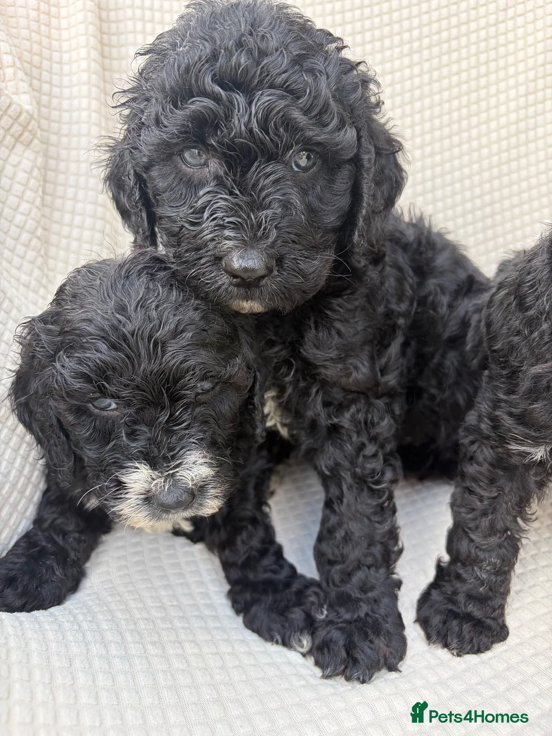Cockapoo dogs for sale: 🐾STUNNING F1 COCKERPOOS 🐾 - Advert 1