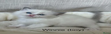 Winnie