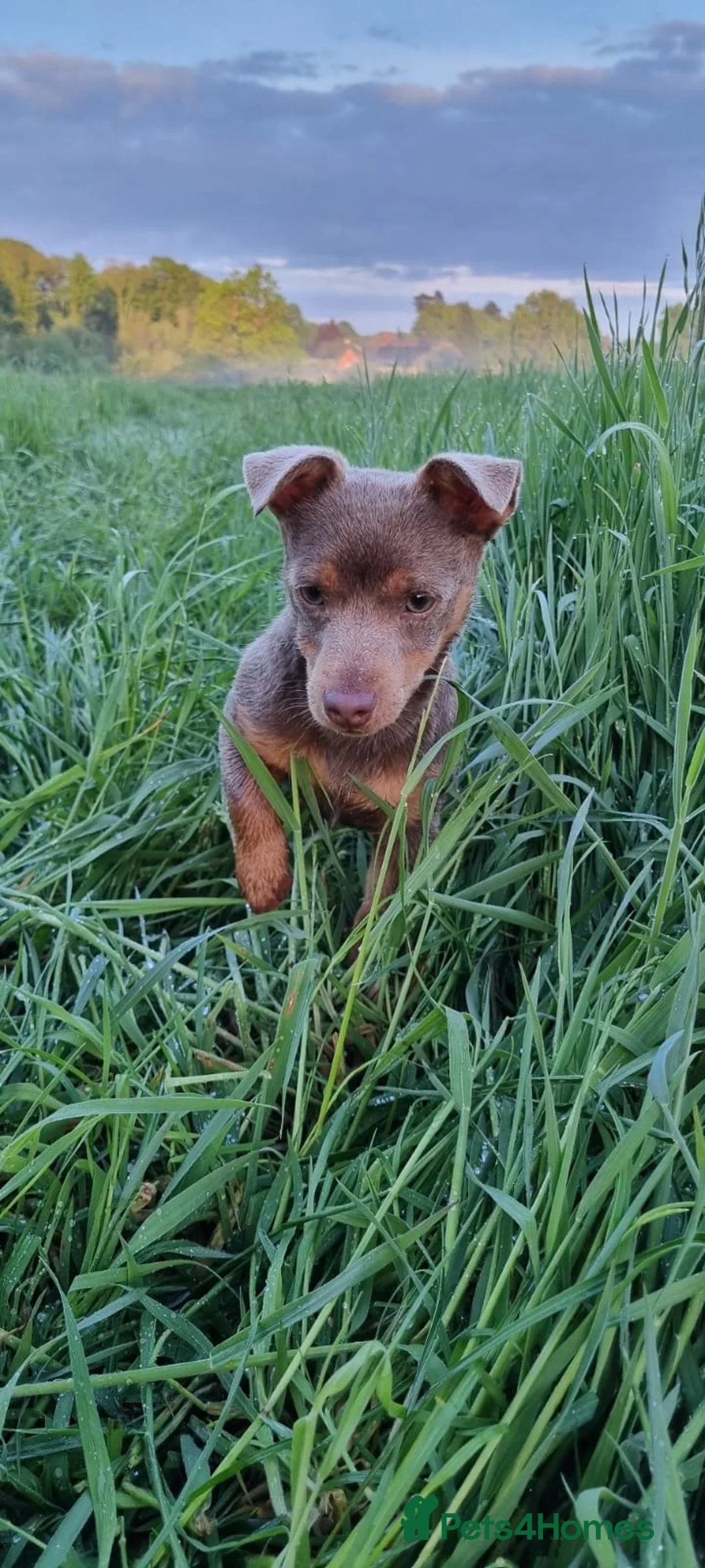 Jack Russell dogs for stud: Miniature Chocolate and Tan Jack Russell For Stud in Ebbw Vale - Advert 12