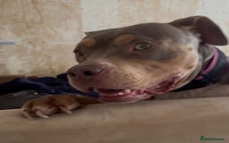Mixed Breed dogs for sale: Beautiful Staffordshire bull terrier.  - Image 2