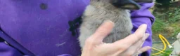 Netherland Dwarf rabbits for sale: Cute, diddy, young Netherland Dwarves 2girls 1 boy in Bury - Advert 7