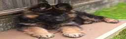 German Shepherd dogs for sale: KC PUPPIES FOR SALE - Advert 12