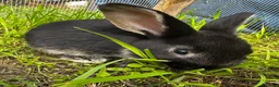 Mixed Breed rabbits for sale: Mixed baby rabbits born 19/08/26 - Advert 2