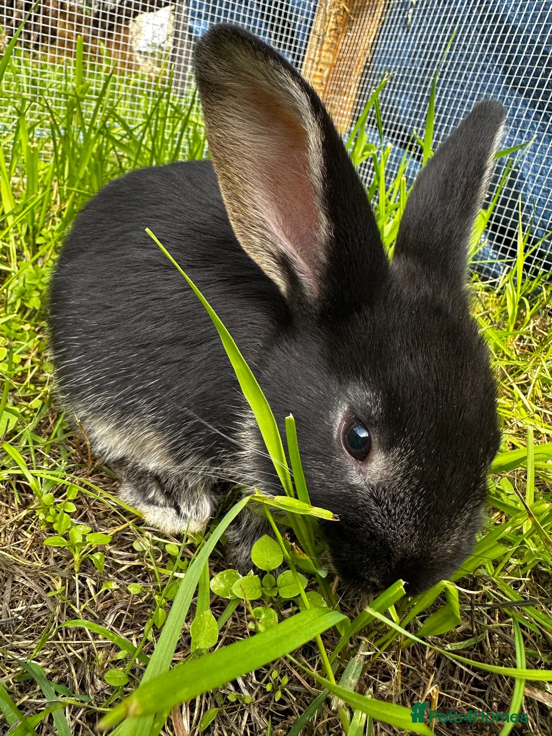 Mixed Breed rabbits for sale: Mixed baby rabbits born 19/08/26 - Advert 2