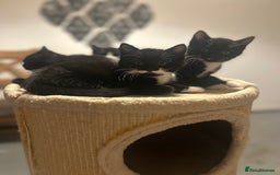 Domestic Shorthair cats for sale: Domestic short hair  - Image 9