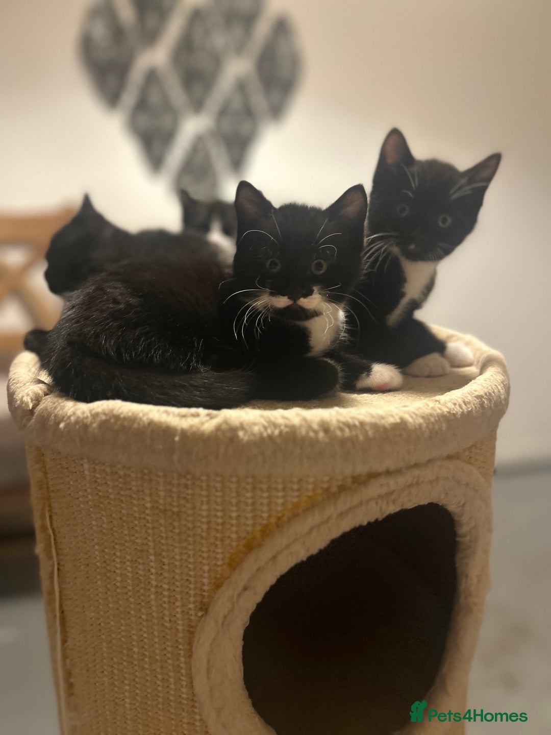 Domestic Shorthair cats for sale: Domestic short hair  - Image 9