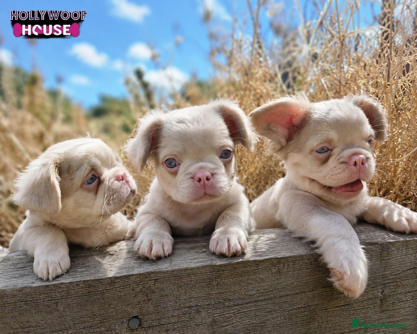French Bulldog dogs Beautiful Rare Fluffy French Bulldogs  - Advert 3