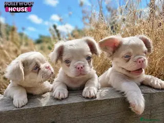 French Bulldog dogs Beautiful Rare Fluffy French Bulldogs - Advert 3