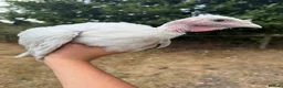Turkeys poultry for sale: 2 crollwitzer turkeys for sale - Advert 5