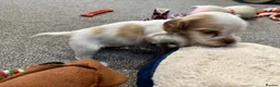 Cocker Spaniel dogs for sale: Beautiful orange roan show type cocker spaniels - Advert 19