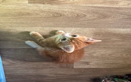 British Shorthair cats for sale: Four Adorable Kittens  - Image 8
