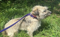 Mixed Breed dogs for adoption: Suzy - Norwich Norfolk  - Image 4