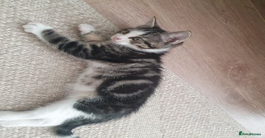 Mixed Breed cats - Advert 3