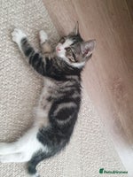 Mixed Breed cats - Advert 3