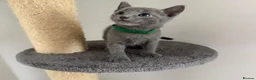 Russian Blue cats for sale: 🩵GCCF Registered Russian Blue kittens 🩵 - Advert 3