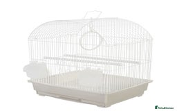 Budgerigars birds for sale: All Colours in Budgies - Image 14