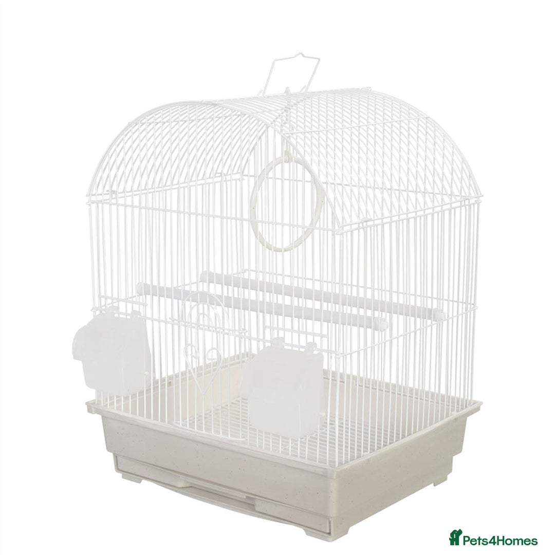 Budgerigars birds for sale: All Colours in Budgies - Image 14