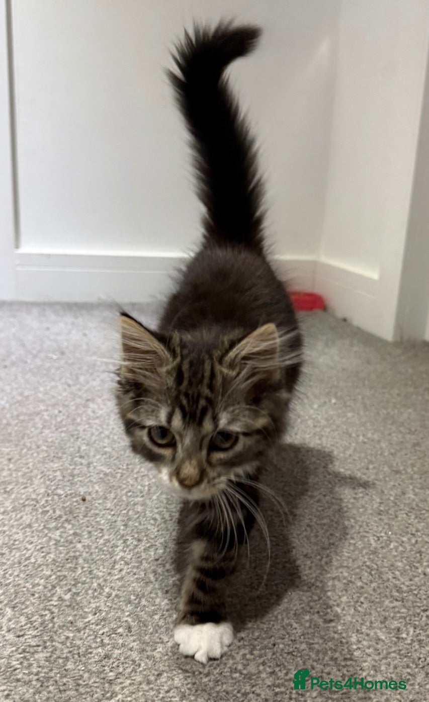 Mixed Breed cats Kitten  - Advert 4