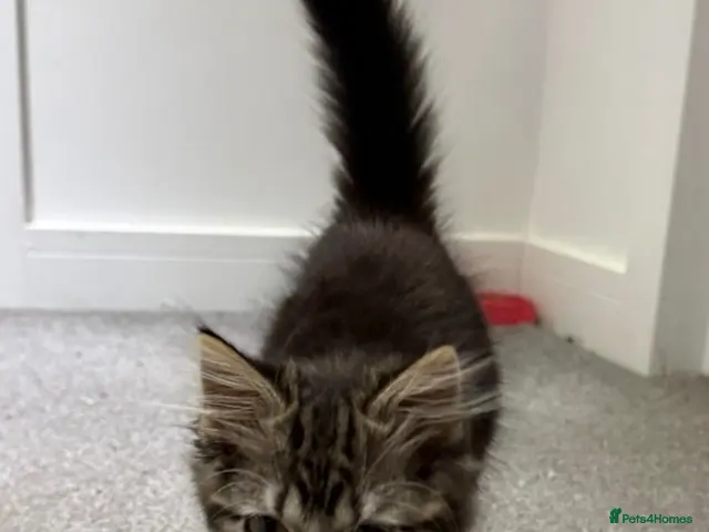 Mixed Breed cats Kitten - Advert 13