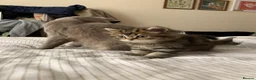 British Shorthair cats for sale: British short hair kittens  - Advert 7