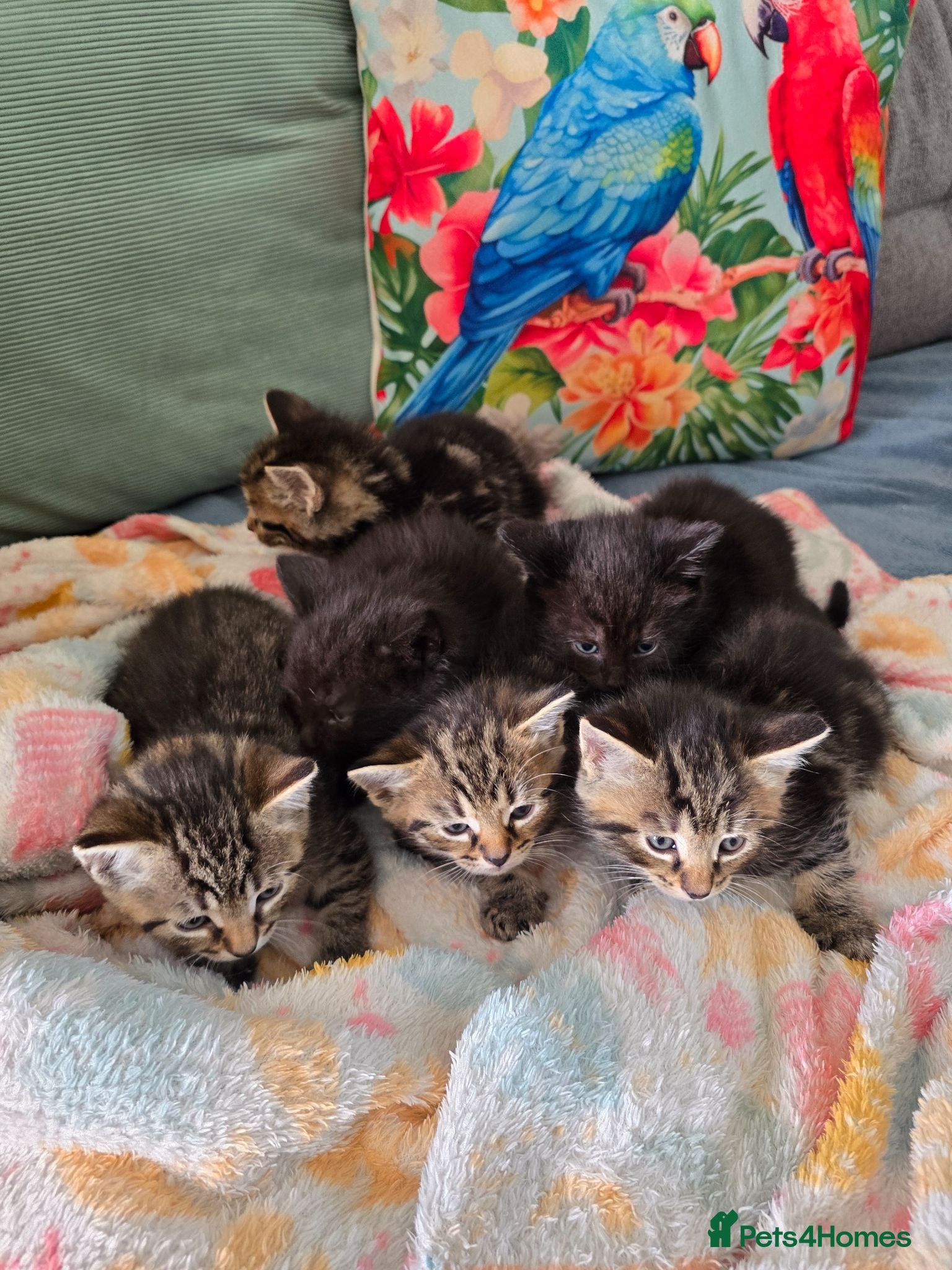 Mixed Breed cats Kittens mixed breed fluffy adorable  - Advert 22