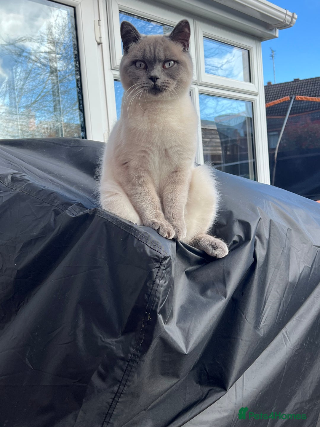British Shorthair cats for sale: Rare black smoke British short hair kittens - Image 20