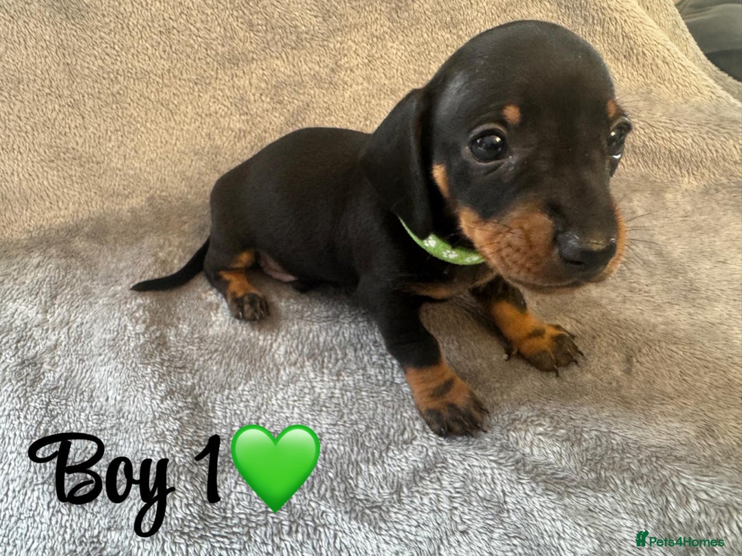 Dachshund dogs for sale: 3 boy dachshunds for sale - Image 3