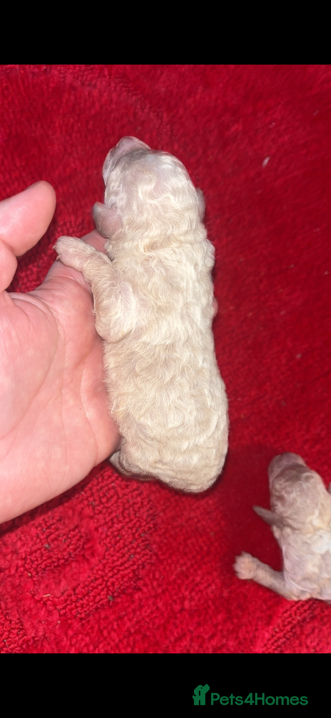 Miniature Poodle dogs for sale: Poodle puppies - Advert 13