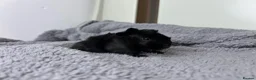 Guinea Pig rodents for sale: Pair of peruvian boars jet black and a full cream - Advert 10