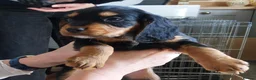 Cocker Spaniel dogs for stud: KC Reg  Proven Working Cocker Spaniel for Stud in Shrewsbury - Advert 6