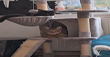 Mixed Breed cats - Advert 4