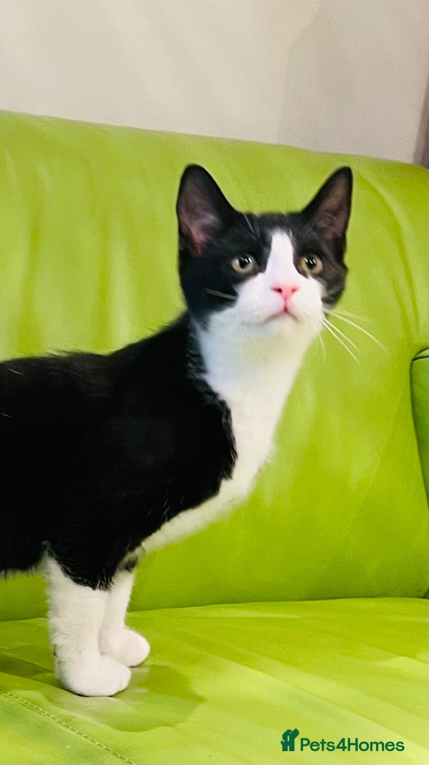 Mixed Breed cats Kittens for sale ,mixed breed, wonderful behaviour - Advert 2