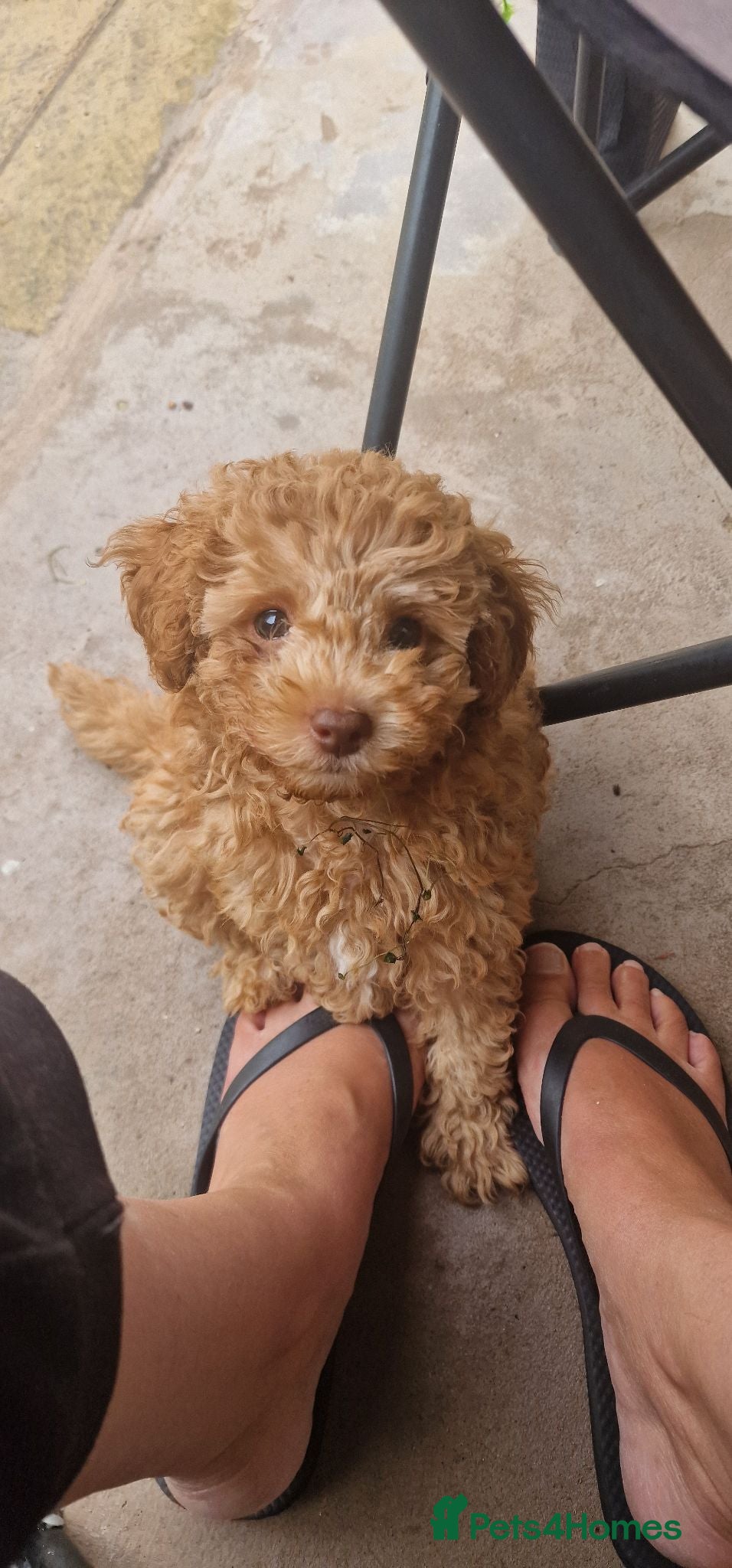 Toy Poodle dogs Toy poodle  - Advert 21