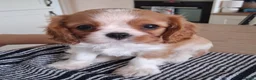 Cavalier King Charles Spaniel dogs for sale:  Male Blenhiem cavalier king Charles spaniel puppy - Advert 3